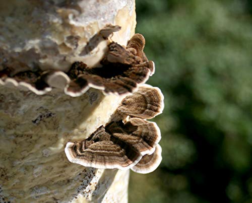 Root Mushroom Farm- 30 Kinds of Mushroom Liquid Culture Available for You to Choose /Turkey Tail(trametes versicolor)