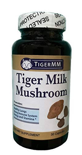 Tiger Milk Mushroom (Lignosus rhinocerus), Lung Respiratory Support, Immune Booster