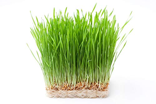 Wheat Berries, 1 Pound – Non-GMO Verified, Sprouting for Wheatgrass, Kosher, Raw, Vegan, Bulk