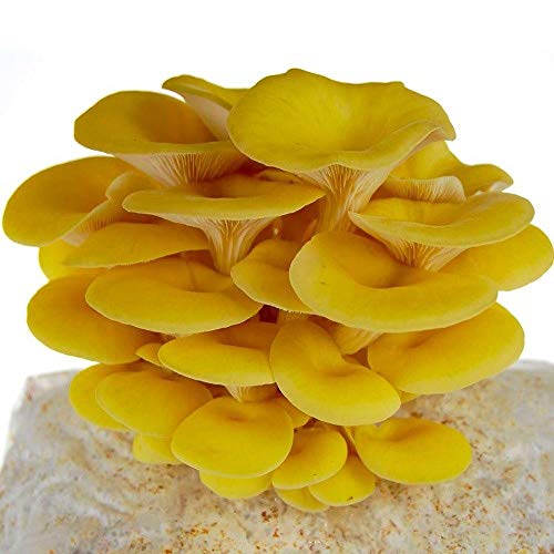 Golden Oyster Easy Grow Mushroom Kit - XL 5 Pound Ready-to-Fruit