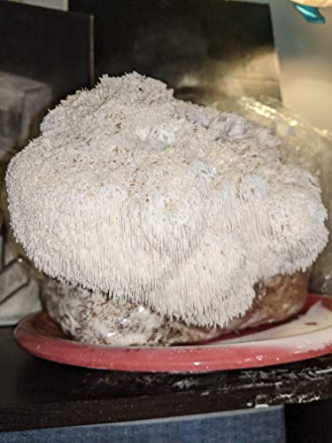 Mushroom Man LLC, Lion's Mane Mushroom Kit