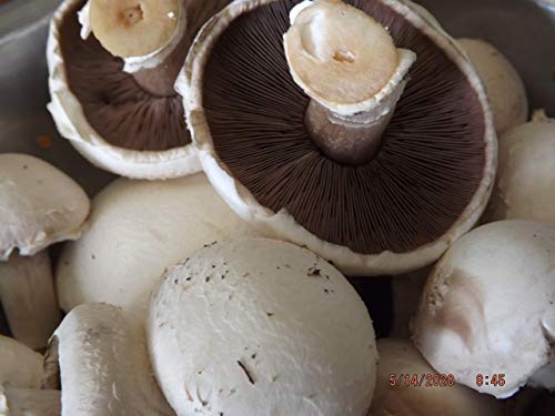 Gift Certificate for Agaricus Mushroom Growing Kit (Choice of White Button or Crimini/Portabella)