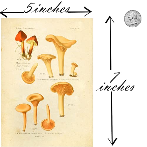 Ink Inc Botanical Prints Edible Mushrooms Vintage Drawings Wall Ar t - Set of 9 - 5x7 Matte Unframed