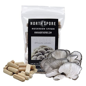 North Spore Blue Oyster Mushroom Plugs, 100 Count Premium Quality Mushroom Plug Spawn, Made in USA, Grow Mushrooms on Logs, Easy to Use, Gourmet Culinary Mushrooms, Medicinal Mushrooms