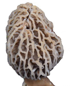 Backyard Morel Mushroom Growing Kit - Morel Habitat Kit