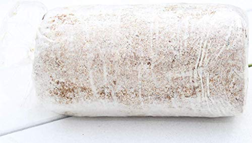 Oyster Mushroom Growing Kit Log Organic Non-GMO 3 lbs Log in Texas - Grow Your own Delicious Organic Oyster Mushrooms at Home. Edible and Gourmet Mushroom. Gift