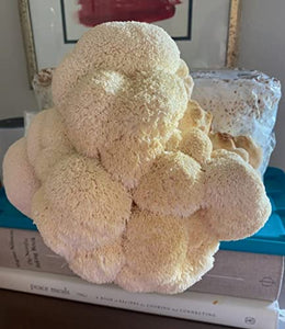 Lions Mane Mushroom DIY Grow Kit | Guarantee Success | NO Experience Needed | Perfect for First Time Growers | Extremely Delicious | Fun for Anyone