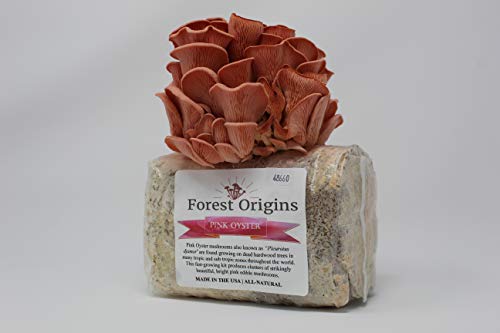 Pink Oyster Mushroom Grow Kit by Forest Origins, Beginner Mushroom Growing Kit, Top Gardening Gift, Unique Gift, Holiday Gift