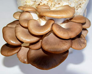 Organic Sonoma Brown Oyster Mushroom Kit