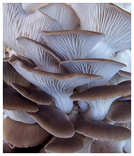 Organic Sonoma Brown Oyster Mushroom Kit