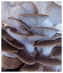 Organic Sonoma Brown Oyster Mushroom Kit