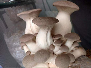 King Oyster Mushroom Culture Syringe - Live Fungus - Many to Choose from - Satisfaction Guarantee - Professional Grade - Made in The U.S.A (11ml Live Culture Syringe, King Oyster Mushroom)