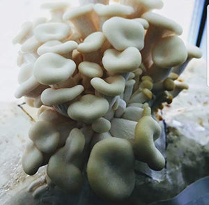 100 Grams of Pearl Oyster Mushroom Spawn Mycelium to Grow Gourmet Mushrooms at Home or commercially - G1 or G2 Spawn