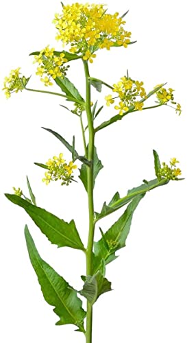 RAW Brassica Flower Pollen Powder — Adaptogenic, Functional Nutrition, Paleo — RAW, Cracked Cell Wall, Bioavailable — Men & Women — No Fillers, Never Irradiated, Non-GMO — 70 Grams