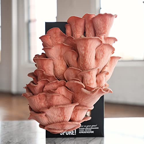 North Spore | Pink Oyster Mushroom Grow Kit | Easy to Use, Harvest Your Own Gourmet Mushrooms at Home | Kit Contains a Sawdust Block Colonized with Vigorous Productive Pink Oyster Mushroom Mycelium