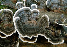 Forest Organics Turkey Tail Mushroom Growing Kit for Terrariums Medicinal Tea Gorws for Years!!