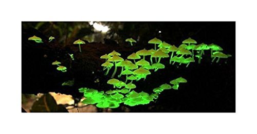 Forest Organics Glow in the Dark Mushroom Growing Habitat Log Kit