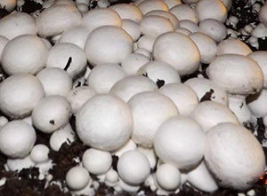 White Button Mushroom Growing Kit ~ makes it EASY to grow Your FRESH Shrooms!