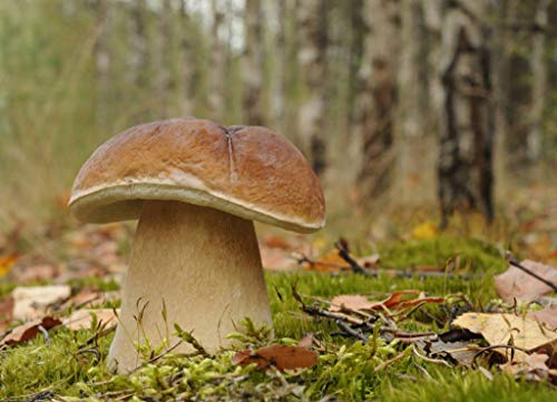 CEMEHA SEEDS Porcini Mushroom (King Boletus) Mycelium Spores Spawn Dried Organic