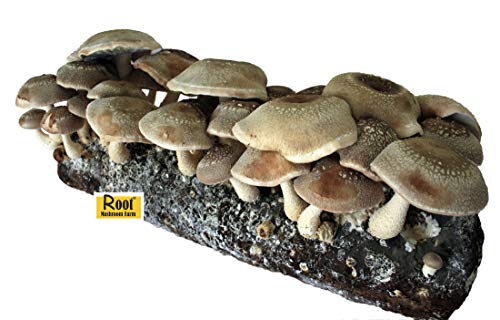 Root Mushroom Farm- Shiitake Mushroom Growing Kit-Start it Right Away Once Received