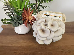 2 Pack DIY Mushroom Home Grow Kit | Perfect for First Time Growers | No Experience Needed | Guaranteed Success | Same Day Shipping | Easy to Grow