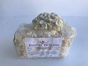 White Oyster Mushroom Grow Kit by Forest Origins, Beginner Mushroom Growing Kit, Top Gardening Gift, Unique Gift, Holiday Gift