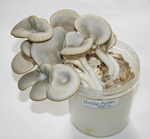 Root Mushroom Farm- 30 Mushroom Liquid Cultures / Florida Oyster(Pleurotus Florida)