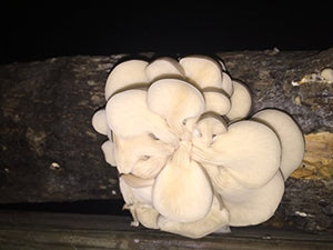 12" Oyster Mushrooms Mushroom Log DIY Ready to Grow Your Own