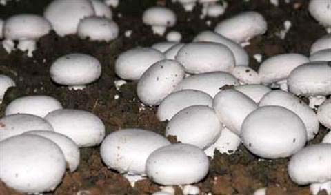 Root Mushroom Farm- 30 Mushroom Liquid Cultures /White Button(Agaricus bisporus)