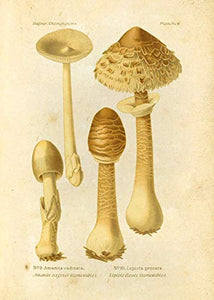 Ink Inc Botanical Prints Edible Mushrooms Vintage Drawings Wall Ar t - Set of 9 - 5x7 Matte Unframed