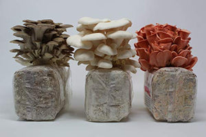 Specialty Trio Mushroom Grow Kit by Forest Origins, Beginner Mushroom Growing Kit, Top Gardening Gift, Unique Gift, Holiday Gift