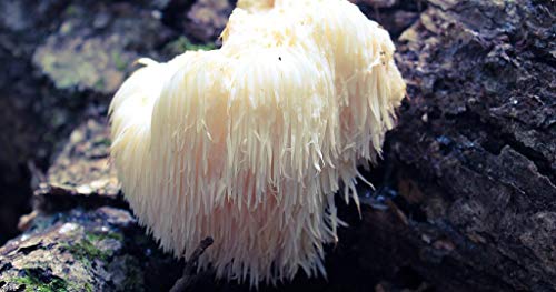 100 Grams/4 oz of Lion's Mane Mushroom Spawn Mycelium to Grow Gourmet and Medicinal Mushrooms at Home or commercially - Use to Grow on Straw or Sawdust Blocks - G1 or G2 Spawn