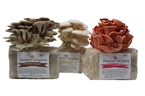 Specialty Trio Mushroom Grow Kit by Forest Origins, Beginner Mushroom Growing Kit, Top Gardening Gift, Unique Gift, Holiday Gift