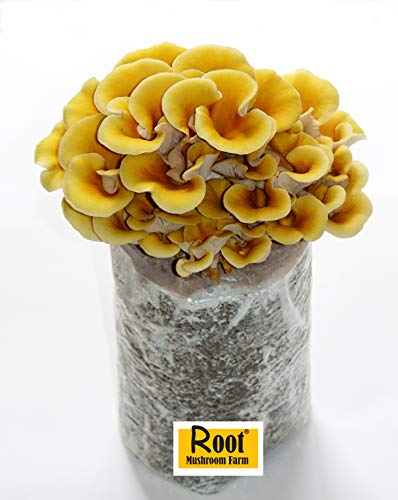 Root Mushroom Farm—Golden Oyster Mushroom - All in one Gourmet Mushroom Growing kit