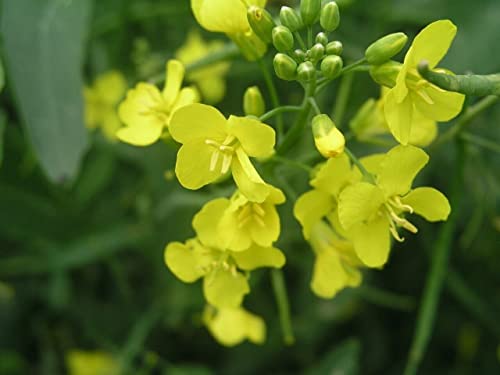 RAW Brassica Flower Pollen Powder — Adaptogenic, Functional Nutrition, Paleo — RAW, Cracked Cell Wall, Bioavailable — Men & Women — No Fillers, Never Irradiated, Non-GMO — 70 Grams