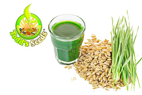 Todd's Seeds - 1 Pound of Wheatgrass Seeds - Non GMO Sprouting Seeds - Grind Into Whole Wheat Flour - Pet Grass - Cat Grass for Indoor Cats - Wheat Grass Seeds