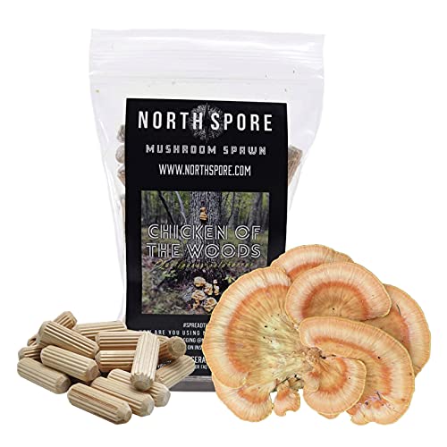 North Spore Chicken of The Woods Mushroom Plugs, 100 Count Premium Quality Mushroom Plug Spawn, Made in USA, Grow Mushrooms on Logs, Easy to Use, Gourmet Culinary Mushrooms, Medicinal Mushrooms