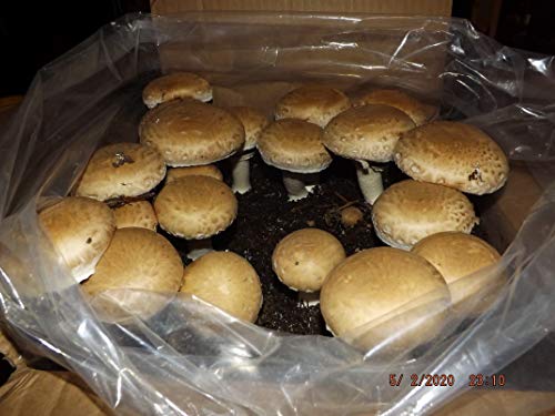 Mushroom Growing Kit ~ Crimini/Portabella - Great Gift Idea!