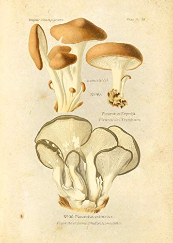 Ink Inc Botanical Prints Edible Mushrooms Vintage Drawings Wall Ar t - Set of 9 - 5x7 Matte Unframed