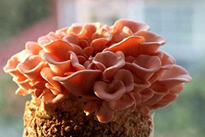 Root Mushroom Farm- 30 Mushroom Liquid Cultures /Pink Oyster(Pleurotus djamor)