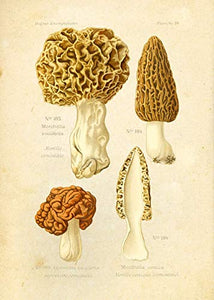 Ink Inc Botanical Prints Edible Mushrooms Vintage Drawings Wall Ar t - Set of 9 - 5x7 Matte Unframed