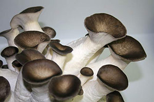 Root Mushroom Farm- Mushroom Liquid Cultures /Over 30 strains Available /Black Pearl King(Pleurotus ostreatus)