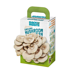 Back to the Roots Organic Mini Mushroom Grow Kit, Harvest Gourmet Oyster Mushrooms In 10 days, Top Gardening Gift, Holiday Gift, & Unique Gift