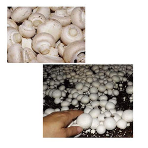 Gift Certificate for Agaricus Mushroom Growing Kit (Choice of White Button or Crimini/Portabella)