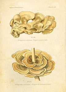 Ink Inc Botanical Prints Edible Mushrooms Vintage Drawings Wall Ar t - Set of 9 - 5x7 Matte Unframed