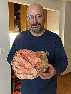 Gallboys Mushroom Kits Mushroom Man LLC, Giant Pink Oyster Mushroom Kit