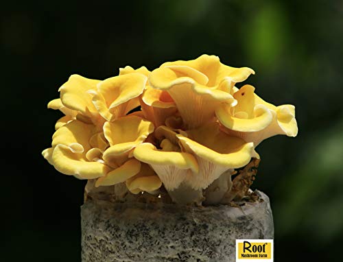 Root Mushroom Farm—Golden Oyster Mushroom - All in one Gourmet Mushroom Growing kit