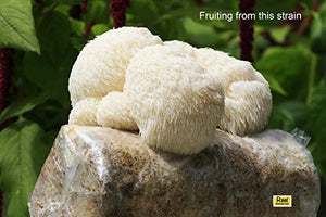 Root Mushroom Farm- 30 Mushroom Liquid Cultures /Lion's Mane(Hericium erinaceus )