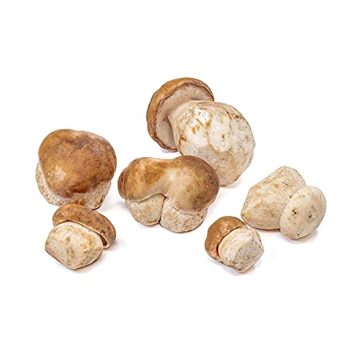 West Coast Wild Foods | Dried Wild Mushrooms (Porcini, 0.5lb)