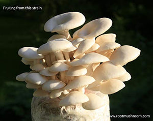 Root Mushroom Farm- 30 Mushroom Liquid Cultures / White Elm Oyster (Pleurotus ulmarius)